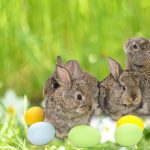 easter bunnies and eggs