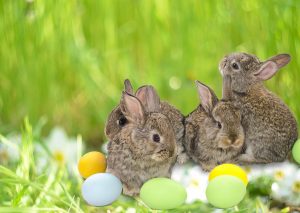 easter bunnies and eggs