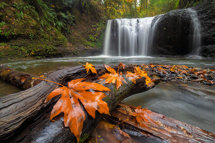 Oregon Autumn