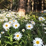 daisies in springtime