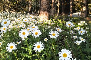 daisies in springtime