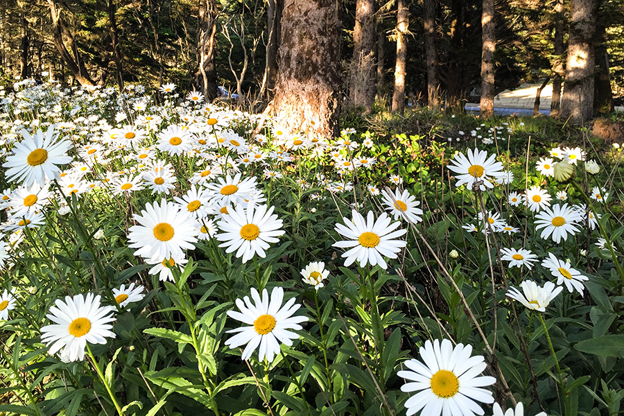 daisies in springtime